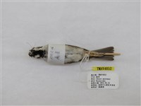 藏品(麻雀)的圖片